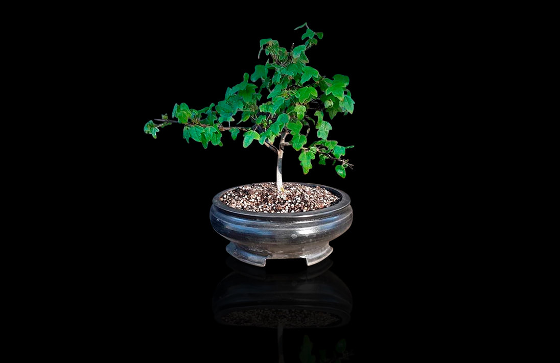 leafy ceramic bonsai pot 