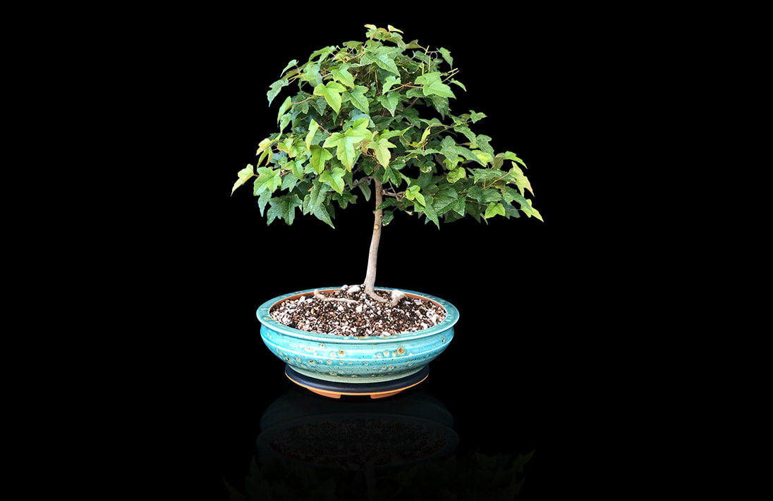 Teal green ceramic bonsai pot
