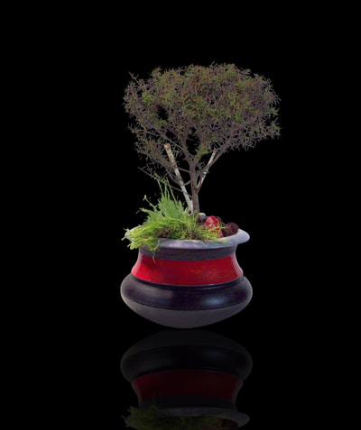red and black bonsai pot by Matthew Kennedy